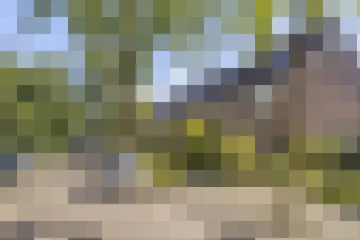 Bosrank 32 Heiloo thumbnail 30