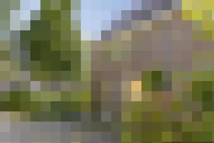 Bosrank 32 Heiloo thumbnail 4