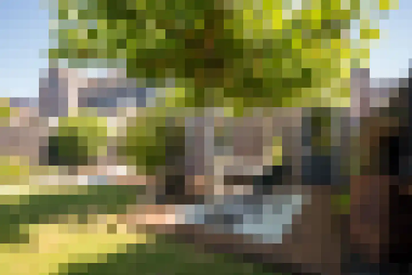 Bosroos 8 Assen thumbnail 30