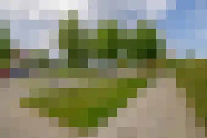 Bosruiter 7 Lemmer thumbnail 37