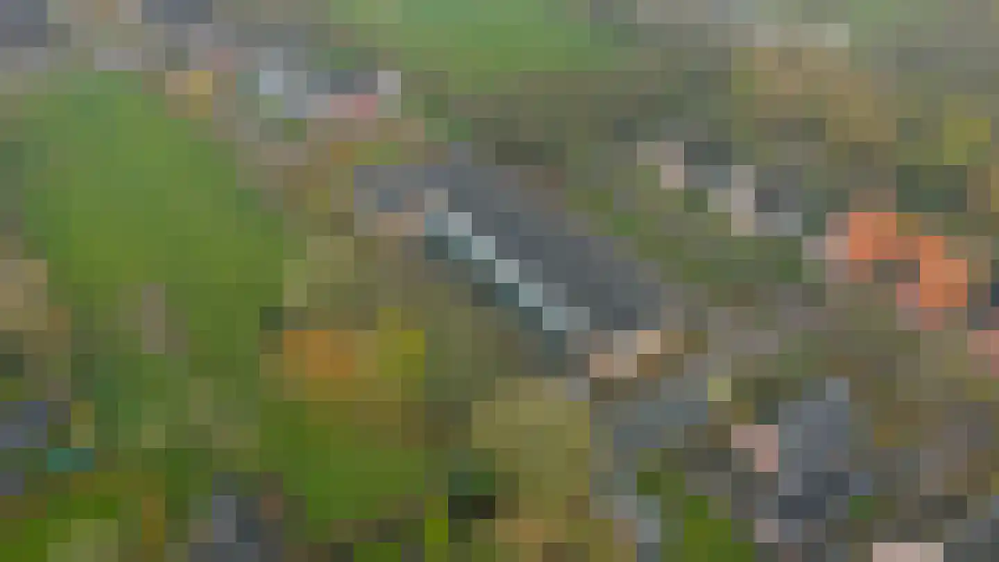 Bosschawei 66 Boornbergum thumbnail 35
