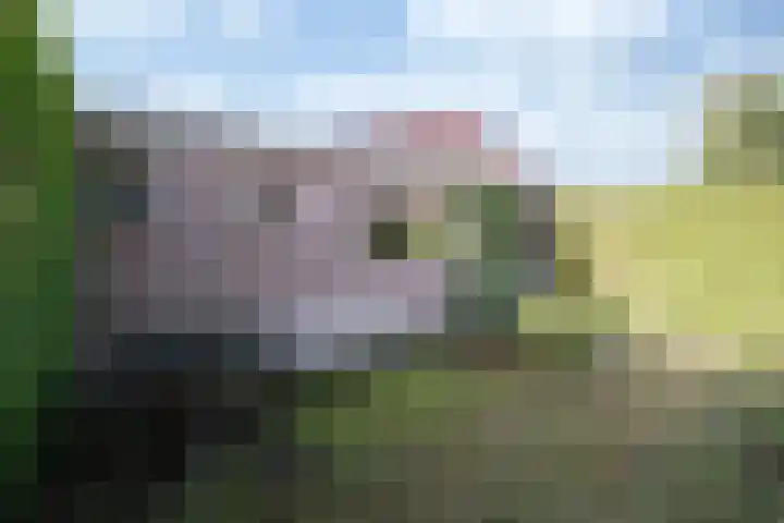 Bosschendijk 158 Oudenbosch thumbnail 18