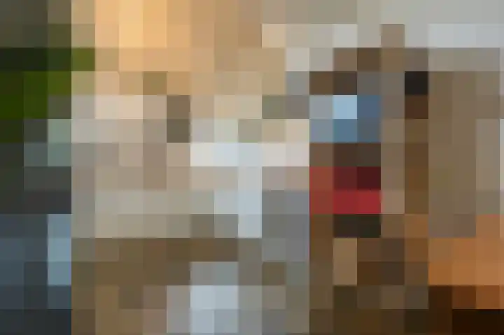 Bosschenhoek 20 Oud-Beijerland thumbnail 12