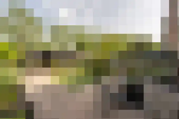 Bosschenhoek 20 Oud-Beijerland thumbnail 4