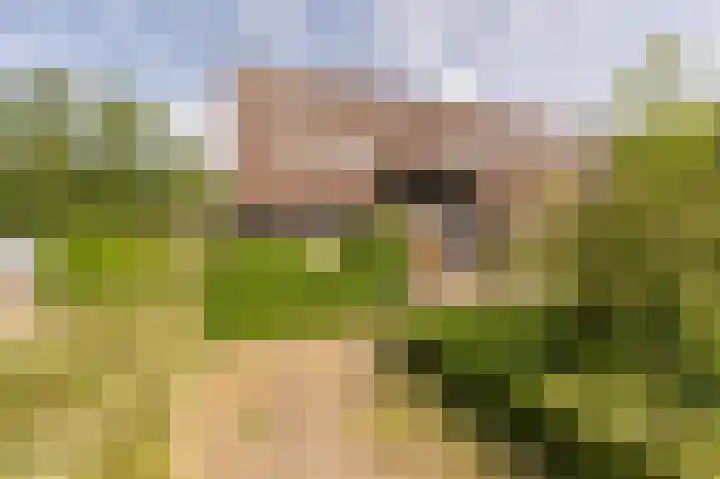 Bosschenhoek 20 Oud-Beijerland thumbnail 44