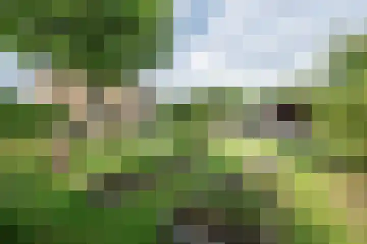 Bosschenhoofdsestraat 6 a Bosschenhoofd thumbnail 47