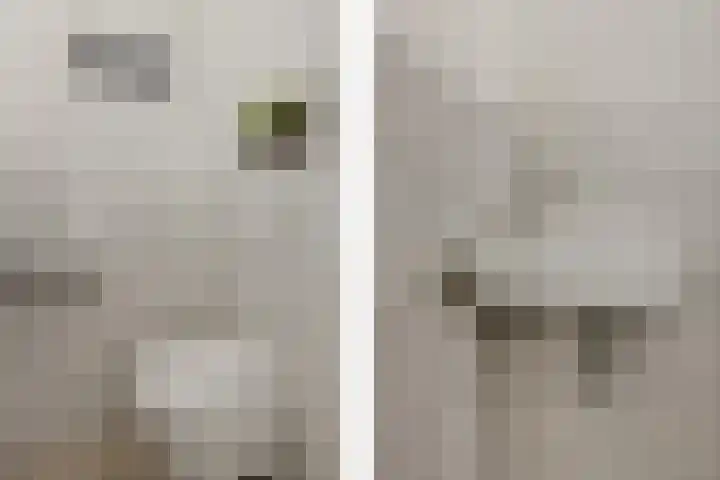 Bosscher-ven 20 Horn thumbnail 6