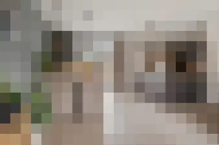 Bosscher-ven 20 Horn thumbnail 7