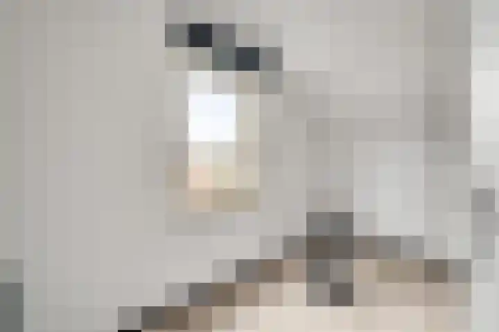 Bosscher-ven 61 Horn thumbnail 20