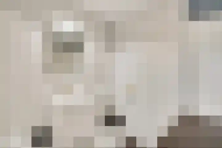 Bosscher-ven 61 Horn thumbnail 23