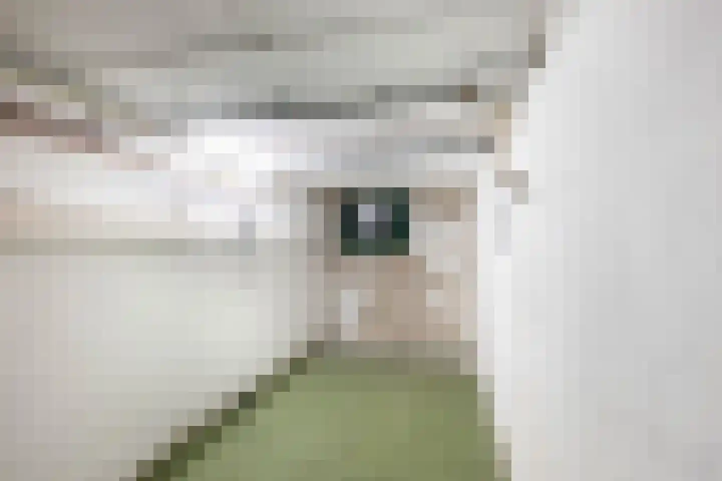 Bosschestraat 98 Den Haag thumbnail 14