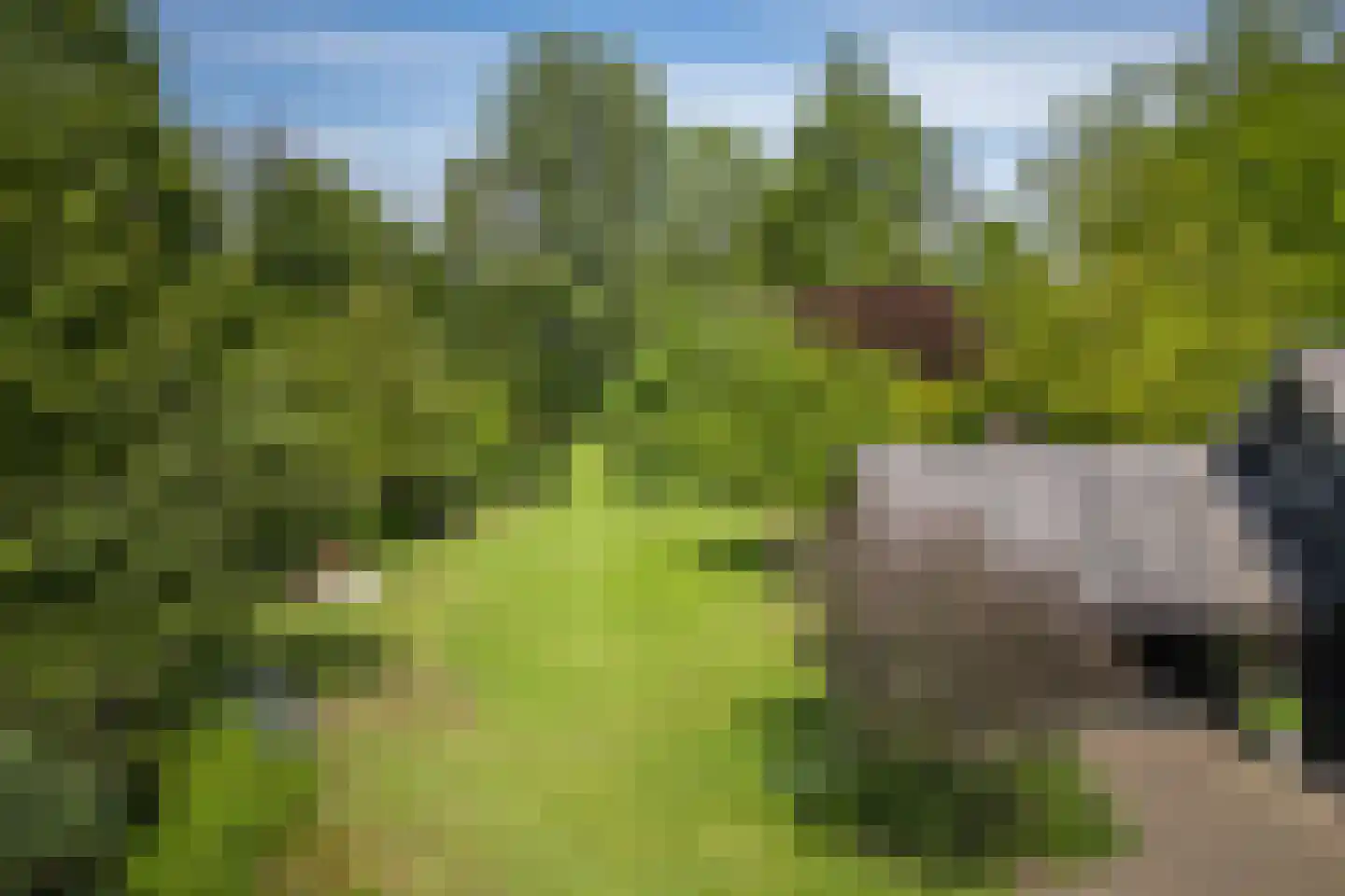 Bosscheweg 16 Den Dungen thumbnail 42