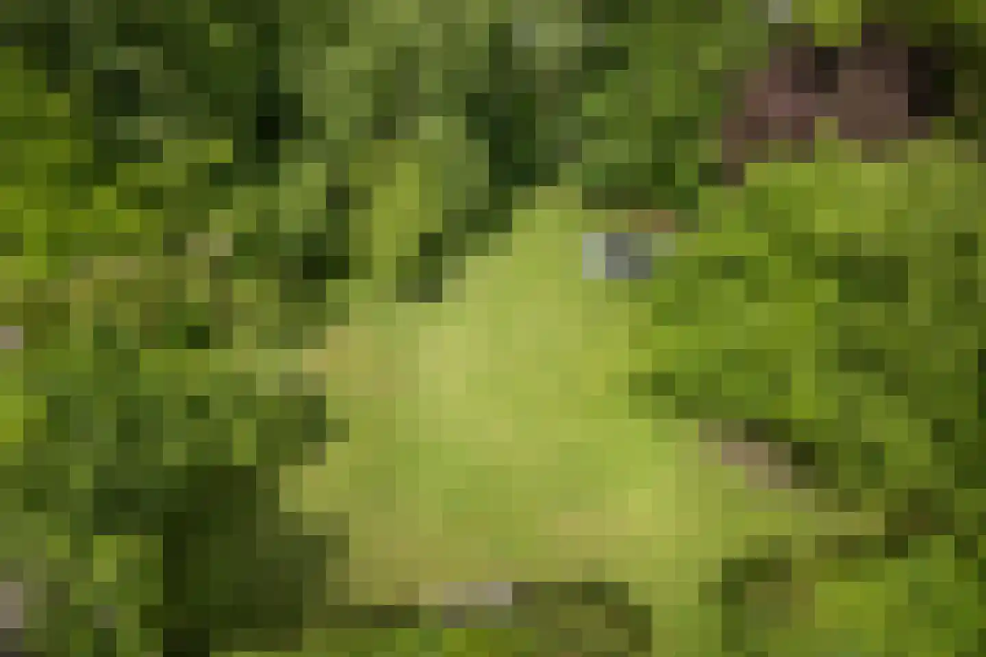 Bosscheweg 16 Den Dungen thumbnail 45