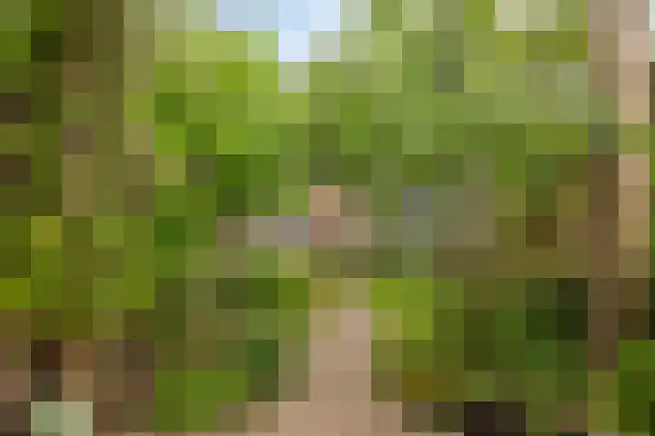 Bosscheweg 210 Tilburg thumbnail 33