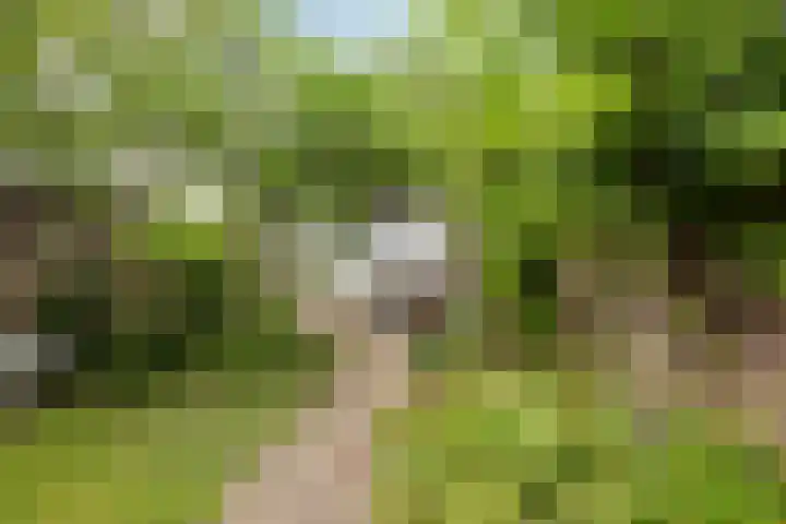 Bosscheweg 210 Tilburg thumbnail 35