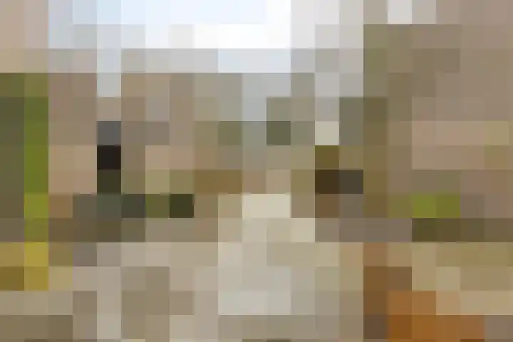 Bosscheweg 250 20 Tilburg thumbnail 20