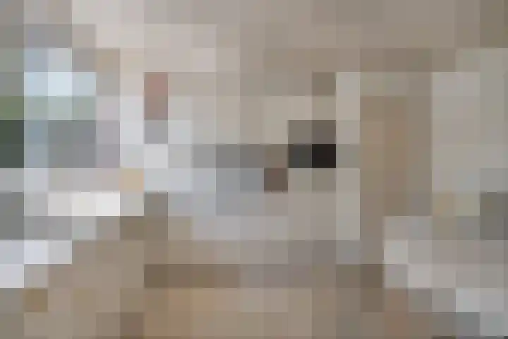 Bosscheweg 37 Den Dungen thumbnail 12