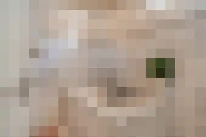 Bosscheweg 37 Den Dungen thumbnail 14