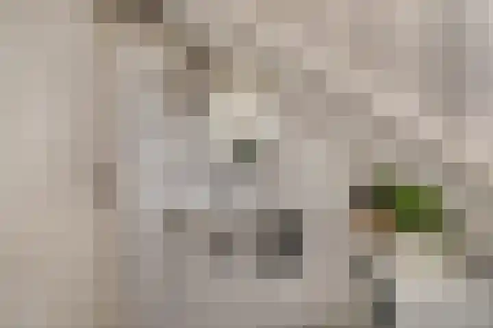 Bosscheweg 37 Den Dungen thumbnail 24