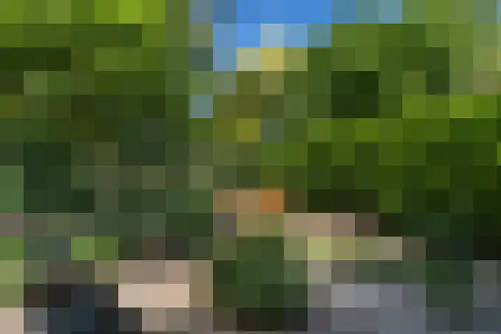 Bosscheweg 37 Den Dungen thumbnail 27