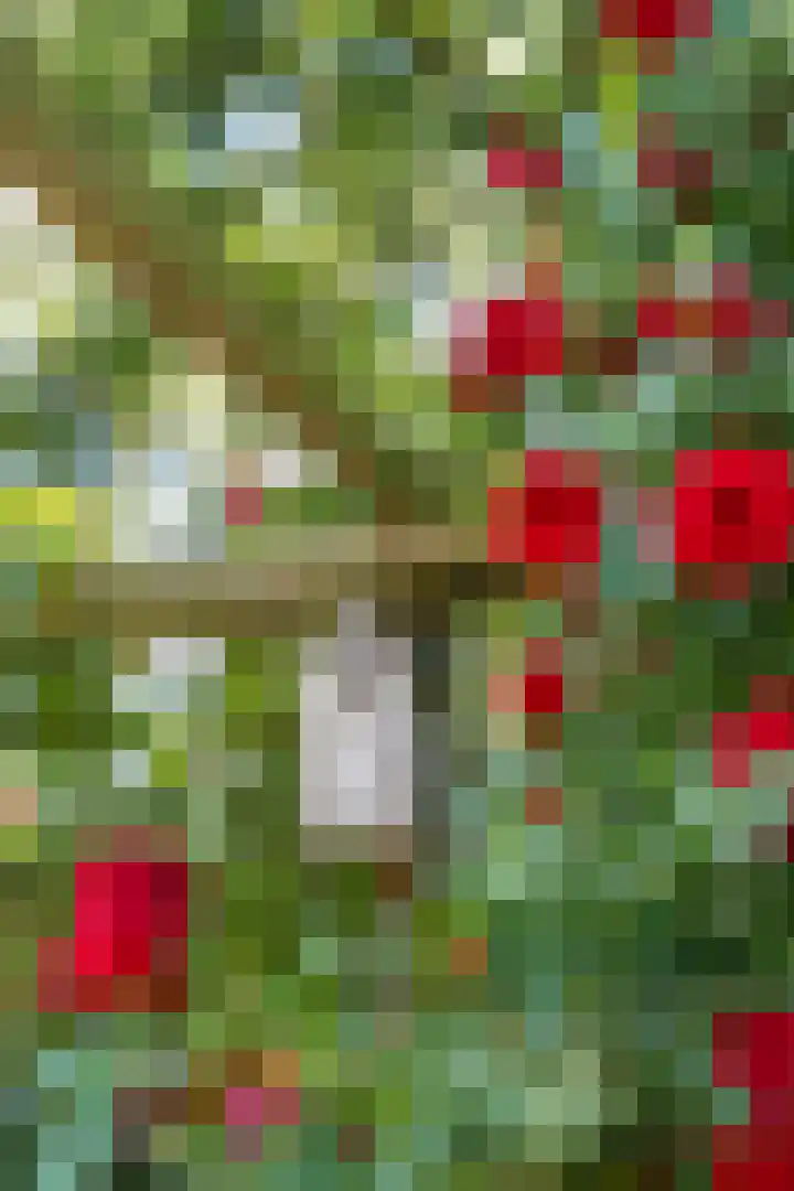 Bosscheweg 37 Den Dungen thumbnail 31