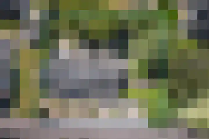 Bosscheweg 37 Den Dungen thumbnail 36