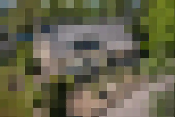 Bosscheweg 37 Den Dungen thumbnail 38