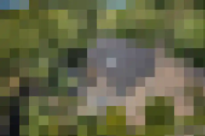 Bosscheweg 37 Den Dungen thumbnail 39