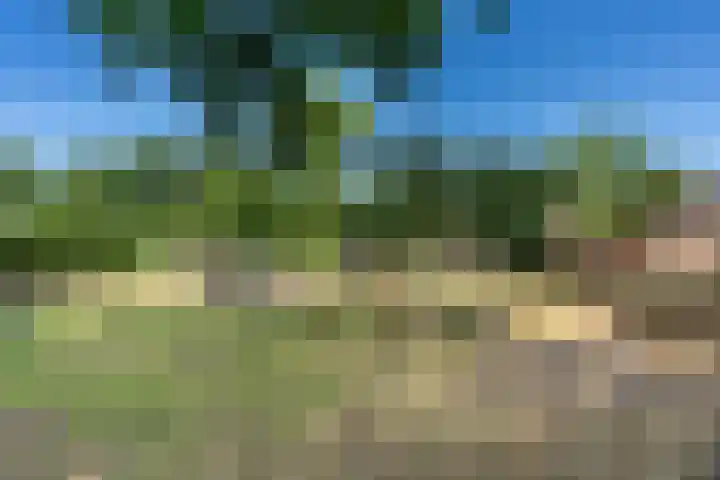 Bosscheweg 37 Den Dungen thumbnail 4