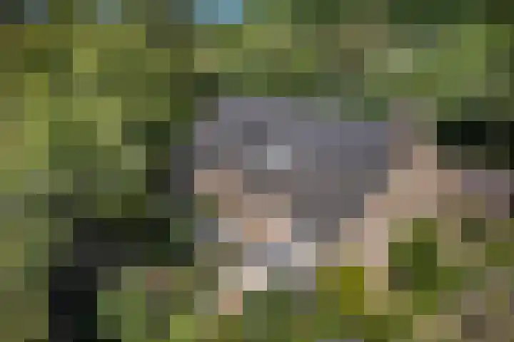Bosscheweg 37 Den Dungen thumbnail 40