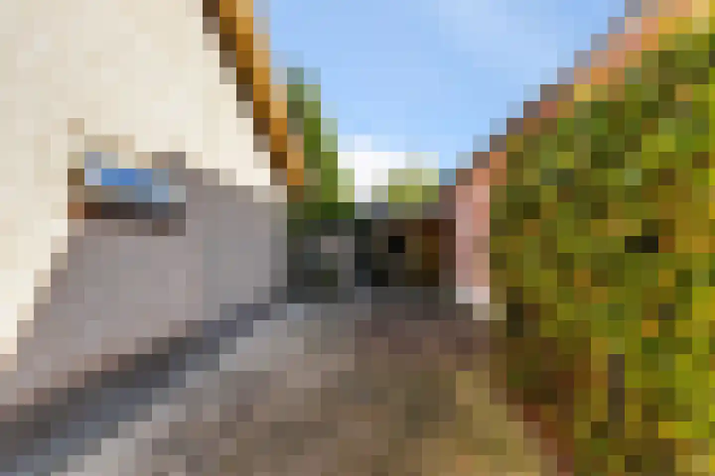 Bosscheweg 44 A Den Dungen thumbnail 51