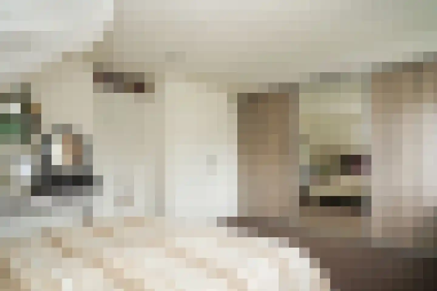 Bosseestraat 18 Beneden-Leeuwen thumbnail 28