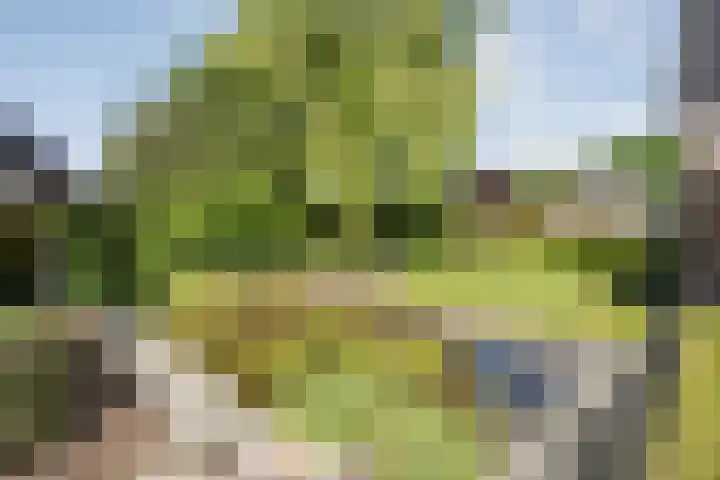 Bossemaat 14 Pesse thumbnail 56