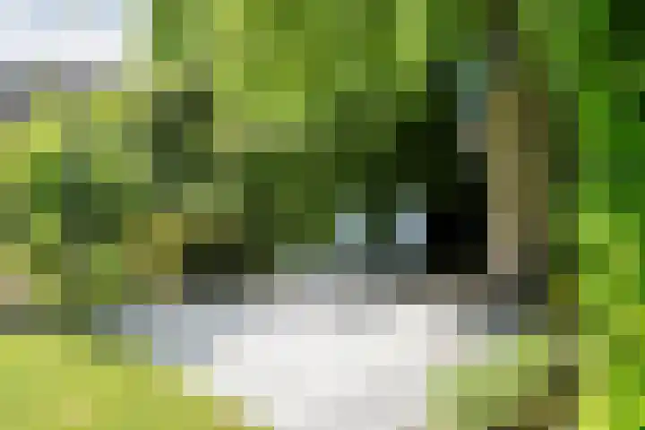 Bossemaat 14 Pesse thumbnail 57