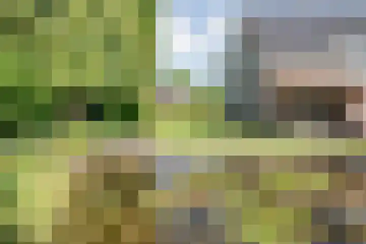 Bossemaat 14 Pesse thumbnail 58