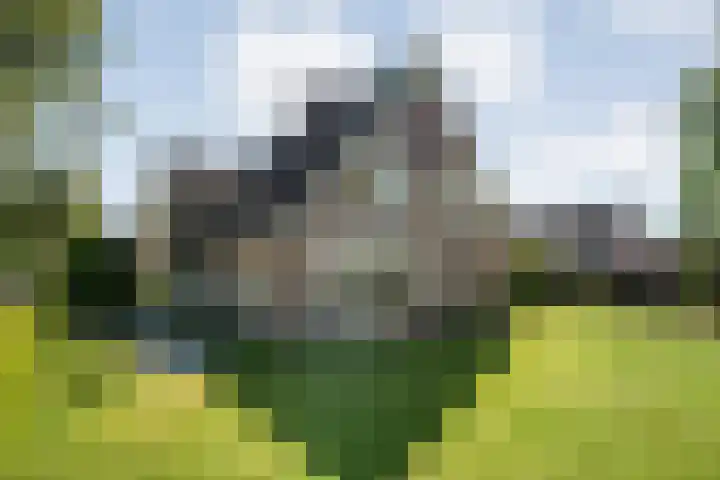 Bossemaat 14 Pesse thumbnail 59