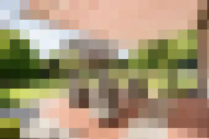 Bossemaat 14 Pesse thumbnail 60