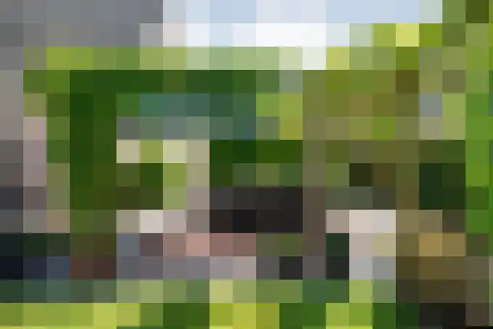 Bossemaat 14 Pesse thumbnail 66
