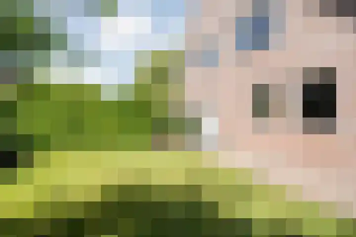 Bossemaat 14 Pesse thumbnail 67