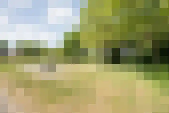 Bossemaat 14 Pesse thumbnail 69
