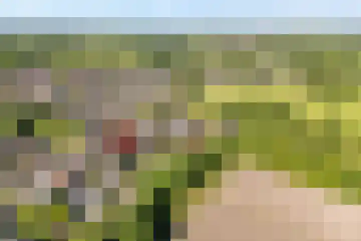 Bossemaat 14 Pesse thumbnail 7