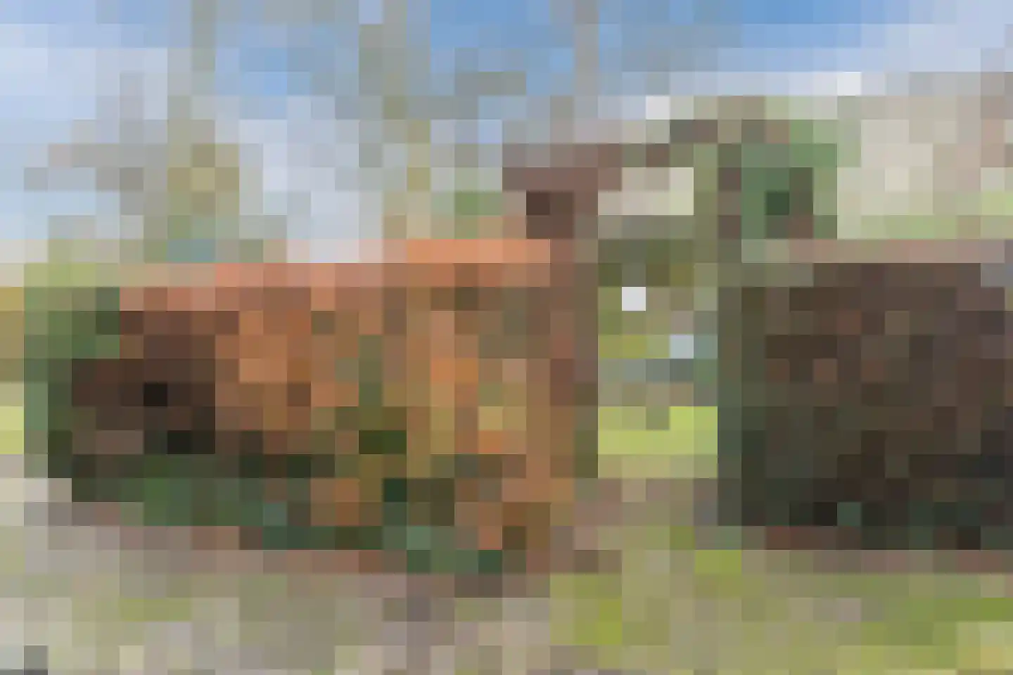 Bossestraat 7 Vogelwaarde thumbnail 33