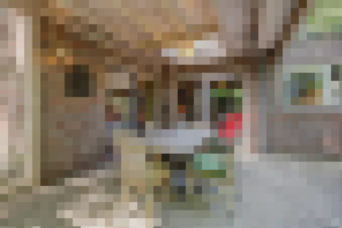 Bossingel 6 Bladel thumbnail 39