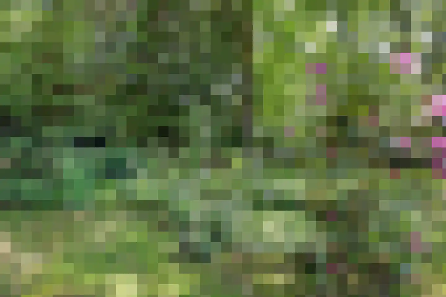 Bossingel 6 Bladel thumbnail 46