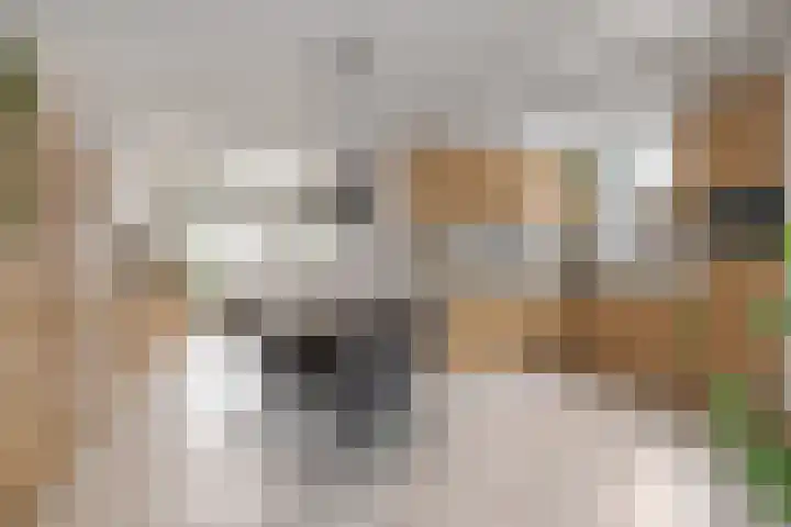 Bosstraat 6 Heibloem thumbnail 7