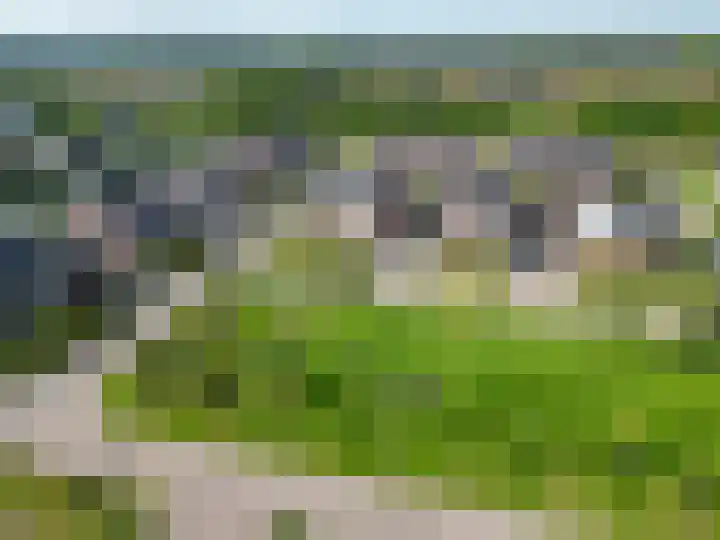 Bostulp 24 Leek thumbnail 50
