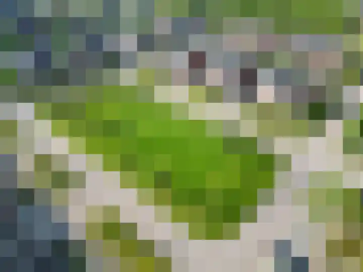 Bostulp 24 Leek thumbnail 51
