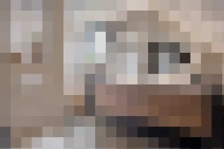 Bosuil 3 Bedum thumbnail 34
