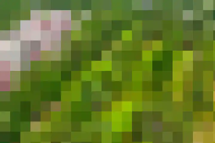 Bosuillaan 125 Bilthoven thumbnail 53