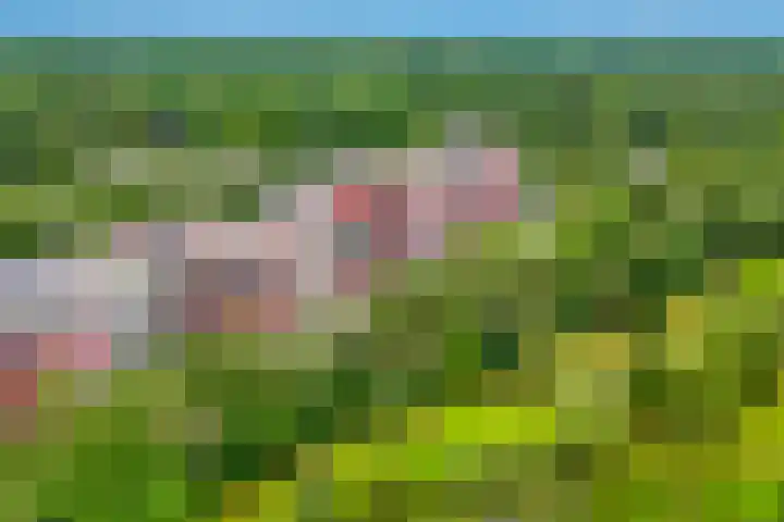 Bosuillaan 125 Bilthoven thumbnail 54